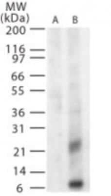 Western Blot: West Nile Virus MP AntibodyBSA Free [NB100-56743]