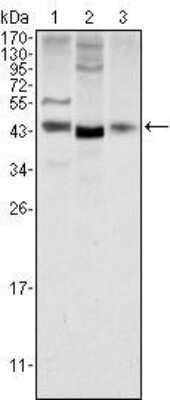 Western Blot: Wnt-1 Antibody (10C8)BSA Free [NBP1-51575]