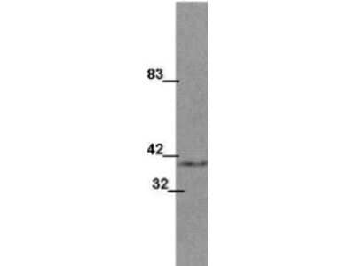 Western Blot: Wnt-1 Antibody (13F9) [NBP1-42739]