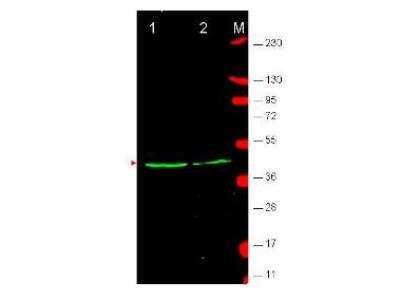 Western Blot: Wnt-1 Antibody [NBP1-77948]