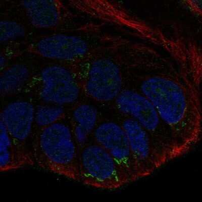 Immunocytochemistry/ Immunofluorescence: Wnt-10b Antibody [NBP2-56449]