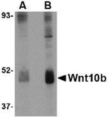 Western Blot: Wnt-10b AntibodyBSA Free [NBP1-77325]