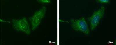 Immunocytochemistry/ Immunofluorescence: Wnt-11 Antibody [NBP1-31406]