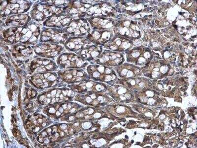 Immunohistochemistry-Paraffin: Wnt-11 Antibody [NBP1-31406]