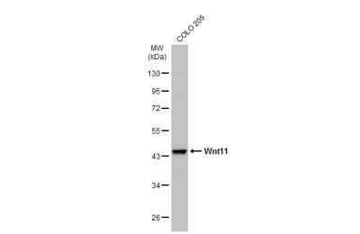 Western Blot: Wnt-11 Antibody [NBP1-31406]