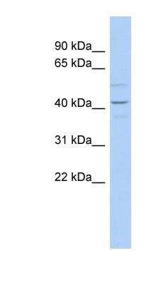 Western Blot: Wnt-2 Antibody [NBP1-57938]