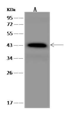 Western Blot: Wnt-2 Antibody [NBP3-06123]