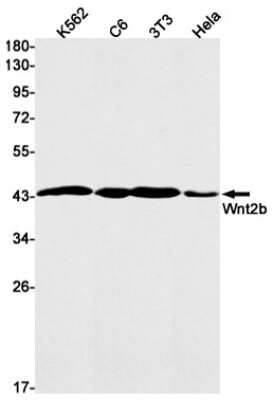 Western Blot: Wnt-2b Antibody (S01-8F5) [NBP3-14985]