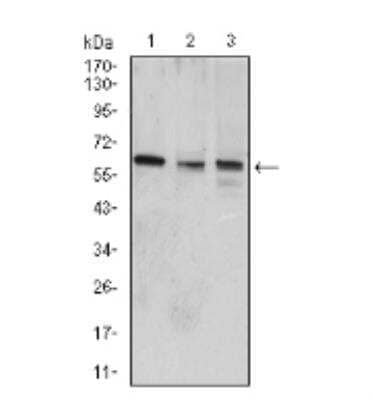 Western Blot: Wnt-3a Antibody (1E6G4)BSA Free [NBP2-52588]