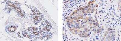 Immunohistochemistry-Paraffin: Wnt-3a Antibody (3A6) - BSA Free [NBP1-19050]