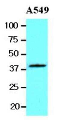 Western Blot: Wnt-3a Antibody (3A6)BSA Free [NBP1-19050]