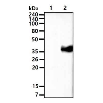 Western Blot: Wnt-3a Antibody (3A6)BSA Free [NBP1-19050]