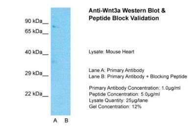 Western Blot: Wnt-3a Antibody [NBP1-74183]