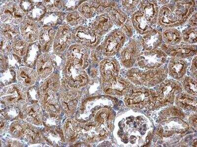 Immunohistochemistry-Paraffin: Wnt-4 Antibody [NBP2-20909]