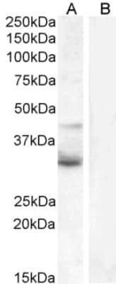 Western Blot: Wnt-4 Antibody [NB100-1006]