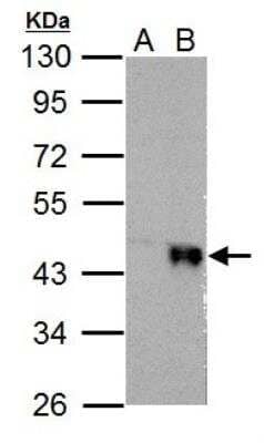 Western Blot: Wnt-4 Antibody [NBP2-20909]