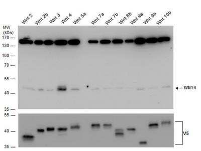Western Blot: Wnt-4 Antibody [NBP2-20909]