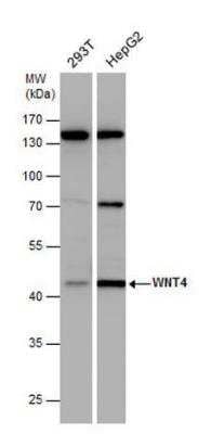 Western Blot: Wnt-4 Antibody [NBP2-20909]