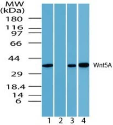 Western Blot: Wnt-5a AntibodyBSA Free [NBP2-24752]