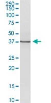 Western Blot: Wnt-5b Antibody [H00081029-B01P]