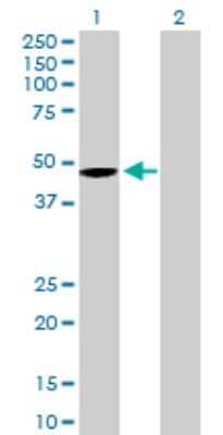 Western Blot: Wnt-5b Antibody [H00081029-B01P]
