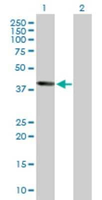 Western Blot: Wnt-5b Antibody [H00081029-D01P]