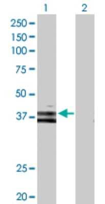 Western Blot: Wnt-6 Antibody [H00007475-D01P]