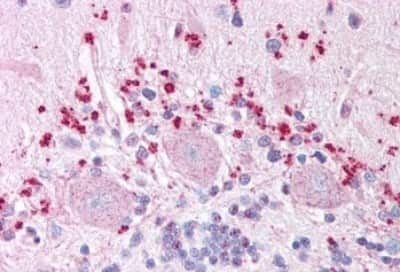 Immunohistochemistry-Paraffin: Wnt-7a Antibody [NBP3-14522]