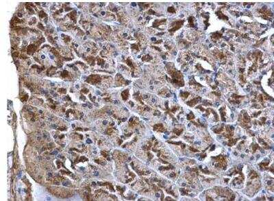 Immunohistochemistry-Paraffin: Wnt-7a Antibody [NBP2-20913]