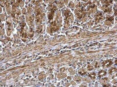 Immunohistochemistry-Paraffin: Wnt-7a Antibody [NBP2-20913]