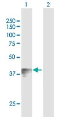 Western Blot: Wnt-7b Antibody [H00007477-B01P]