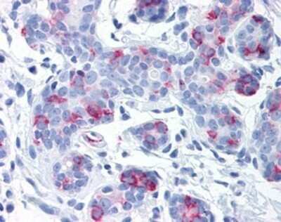 Immunohistochemistry-Paraffin: Wnt-8a Antibody - BSA Free [NB100-90595]