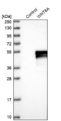 Western Blot: Wnt-8a Antibody [NBP1-86853]