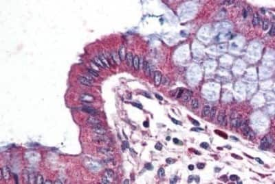 Immunohistochemistry-Paraffin: Wnt-9a Antibody [NBP3-14524]