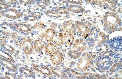 Immunohistochemistry-Paraffin: Wnt-9b Antibody [NBP1-57937]
