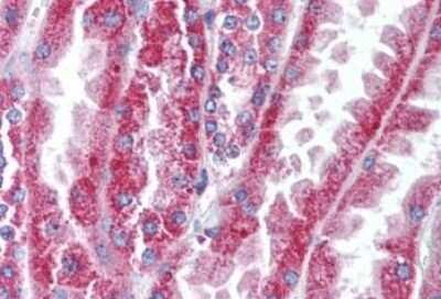 Immunohistochemistry-Paraffin: Wnt16 Antibody - BSA Free [NBP1-44215]