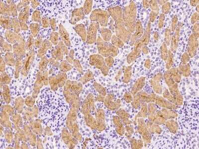 Immunohistochemistry-Paraffin: Wnt16 Antibody [NBP2-99324]