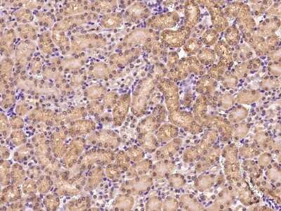 Immunohistochemistry-Paraffin: Wnt16 Antibody [NBP2-99544]