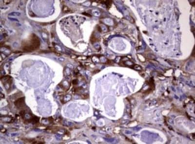 Immunohistochemistry: Wnt3 Antibody (OTI1G7) [NBP2-46367]