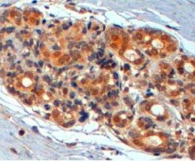 Immunohistochemistry-Paraffin: Wnt3 Antibody [NB100-40793]