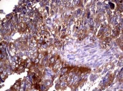 Immunohistochemistry: Wnt3 Antibody (OTI1G7) - Azide and BSA Free [NBP2-74869]