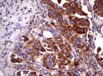 Immunohistochemistry: Wnt3 Antibody (OTI1G7) - Azide and BSA Free [NBP2-74869]