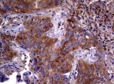 Immunohistochemistry: Wnt3 Antibody (OTI1G7) - Azide and BSA Free [NBP2-74869]