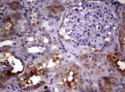 Immunohistochemistry: Wnt3 Antibody (OTI1G7) - Azide and BSA Free [NBP2-74869]