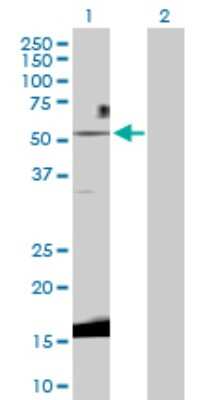 Western Blot: Wnt3 Antibody [H00007473-D01P]