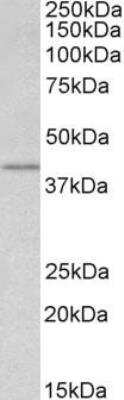 Western Blot: Wnt3 Antibody [NB100-40793]