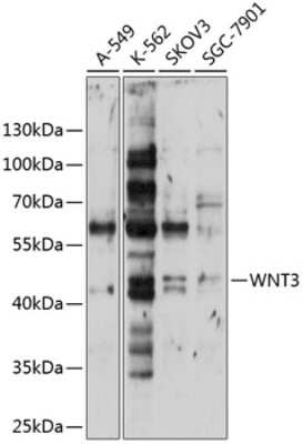 Western Blot: Wnt3 AntibodyAzide and BSA Free [NBP2-93232]