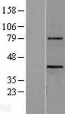 Western Blot: Wnt3 Overexpression Lysate [NBL1-17869]