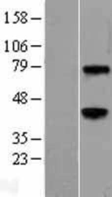 Western Blot: Wnt-3a Overexpression Lysate [NBL1-17870]