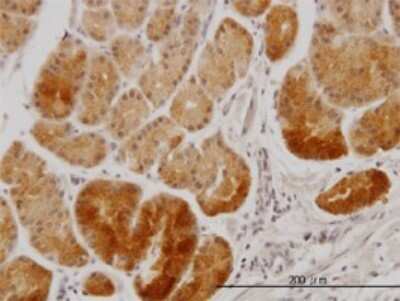 Immunohistochemistry-Paraffin: XAB1 Antibody (3E1) [H00011321-M01]